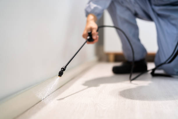 Licensed Wasp Control service in New Bedford, PA - Nex Pest Control